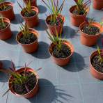 Imperáta valcovitá (Imperata cylindrica) ´RED BARON´- kont. C2L